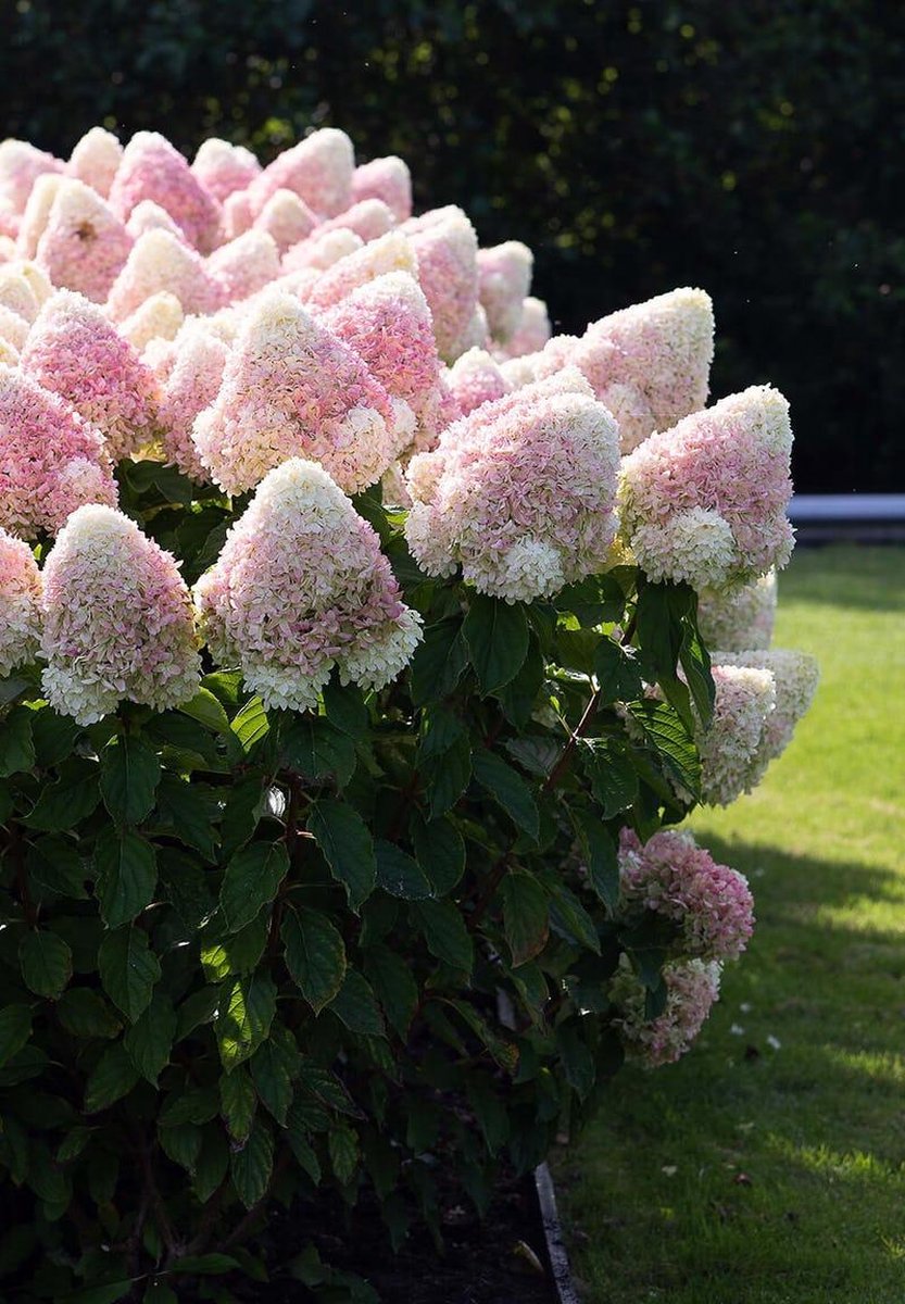  Hydrangea Paniculata Living Summer Love®