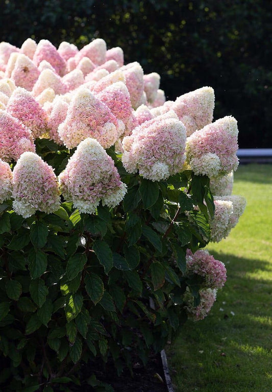  Hydrangea Paniculata Living Summer Love®