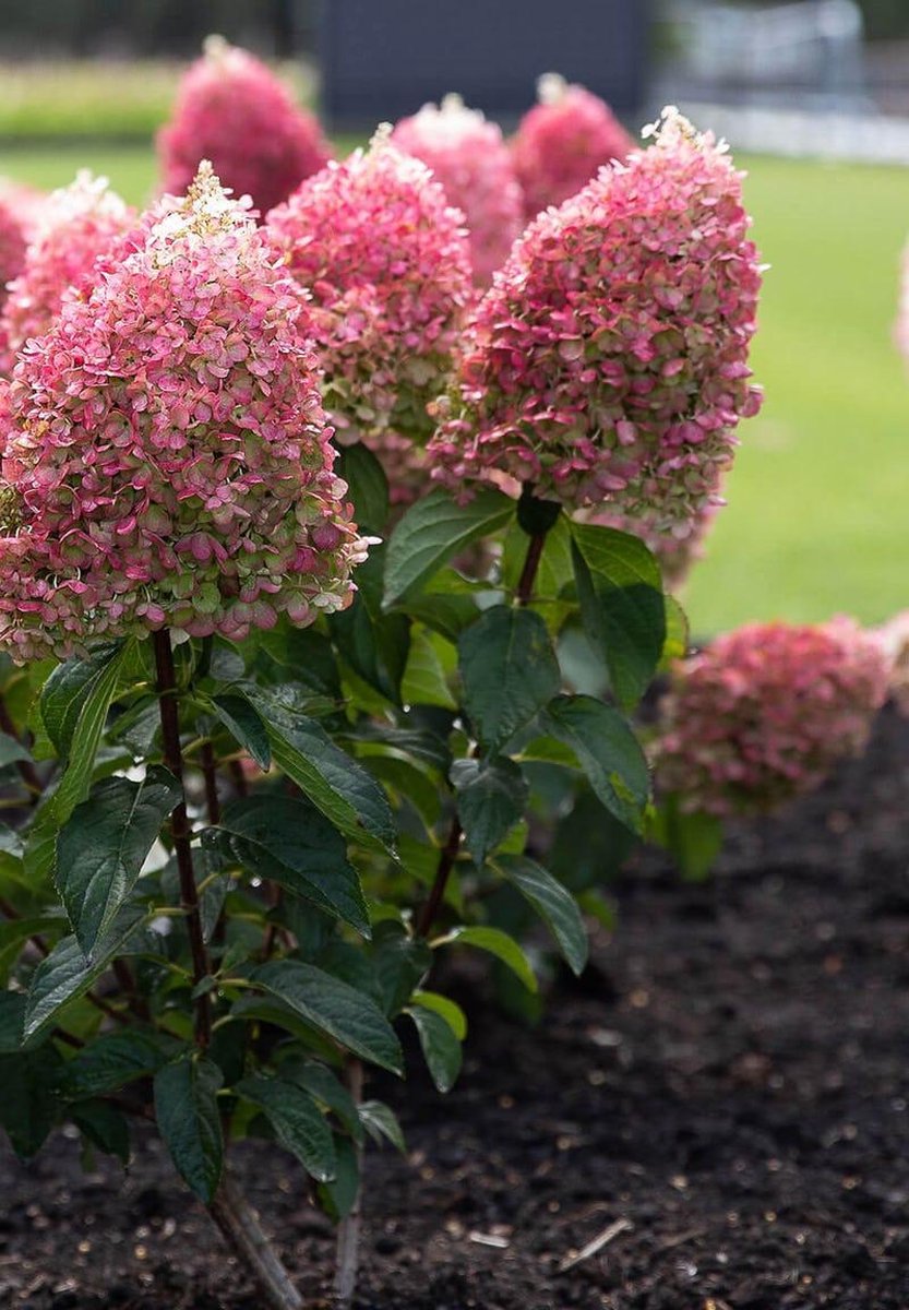  Hydrangea Paniculata Living Pinky Promise®