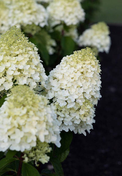  Hydrangea Paniculata Living Sugar Rush®