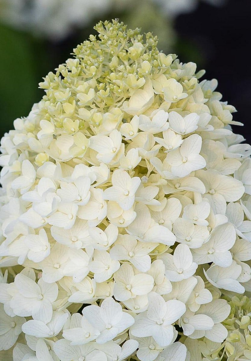  Hydrangea Paniculata Living Sugar Rush®