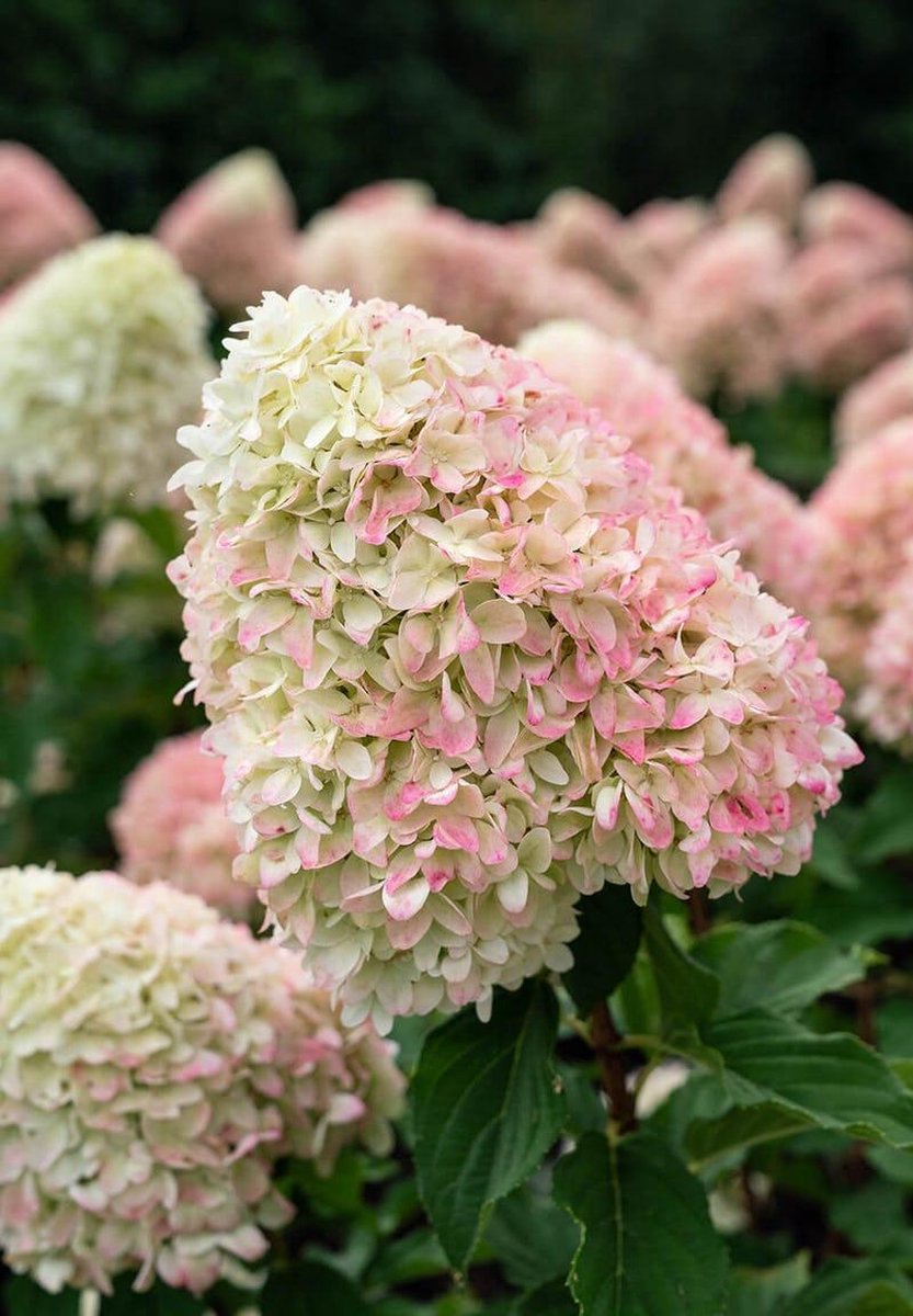  Hydrangea Paniculata Living Summer Love®
