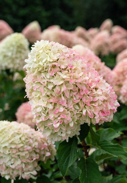  Hydrangea Paniculata Living Summer Love®
