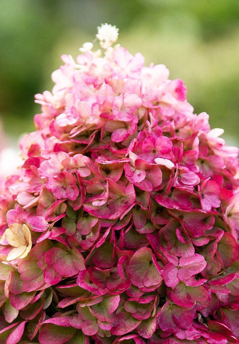  Hydrangea Paniculata Living Pinky Promise®