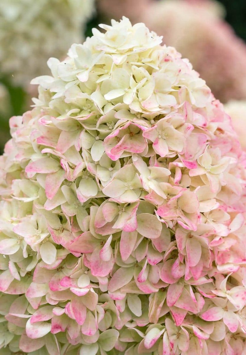  Hydrangea Paniculata Living Summer Love®