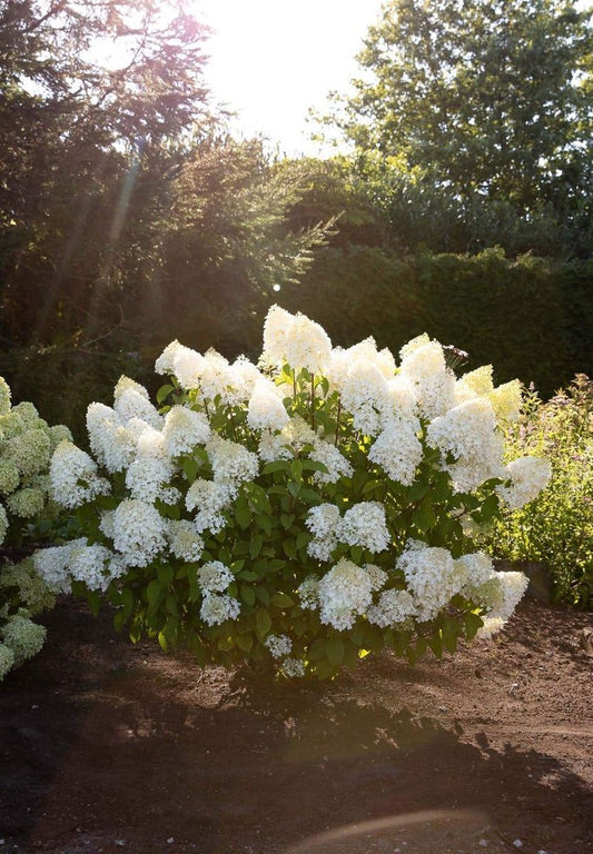  Hydrangea Paniculata Living Sugar Rush®