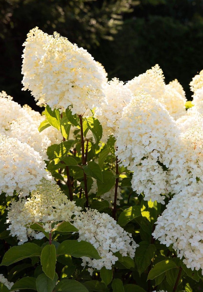  Hydrangea Paniculata Living Sugar Rush®
