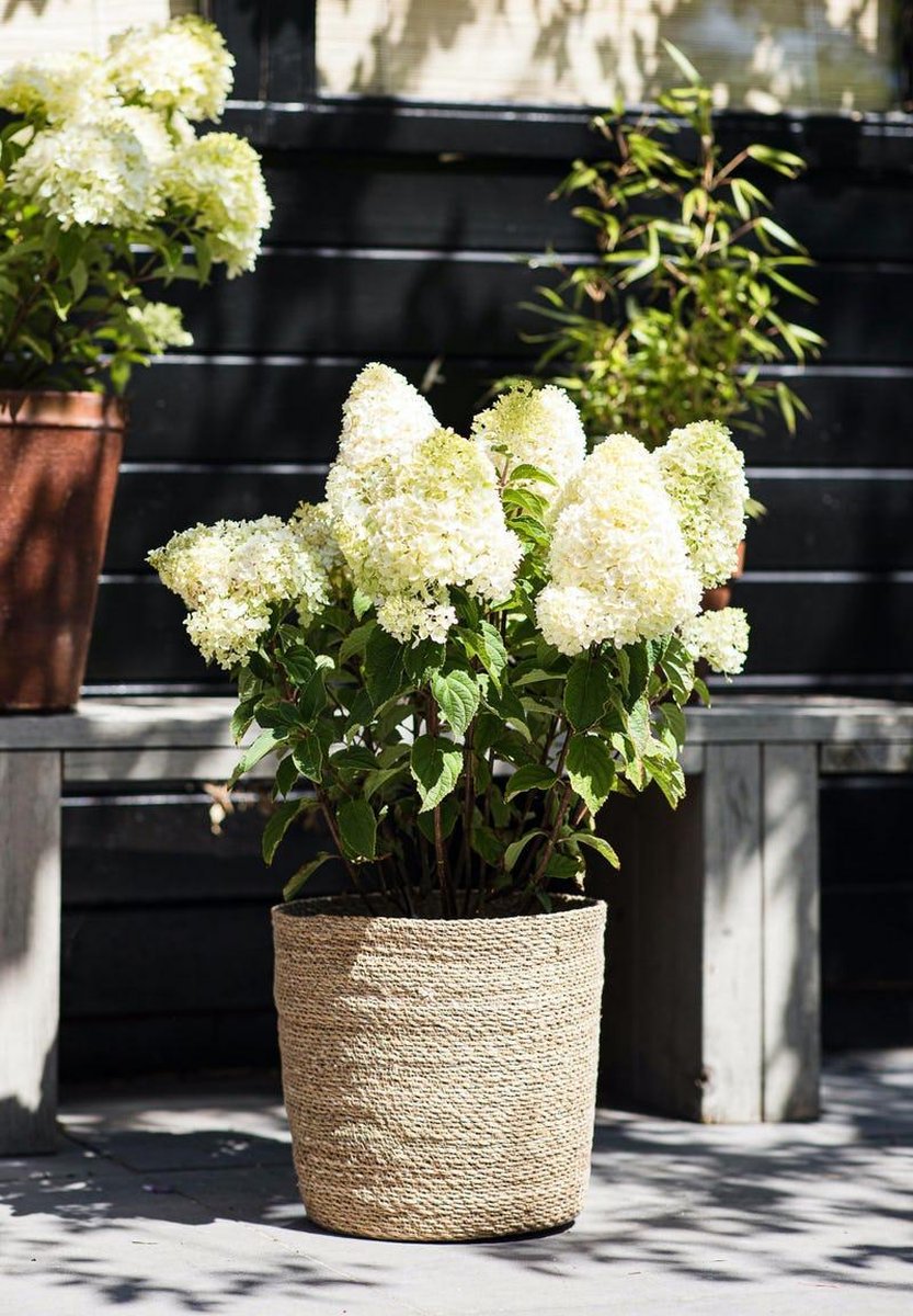  Hydrangea Paniculata Living Sugar Rush®