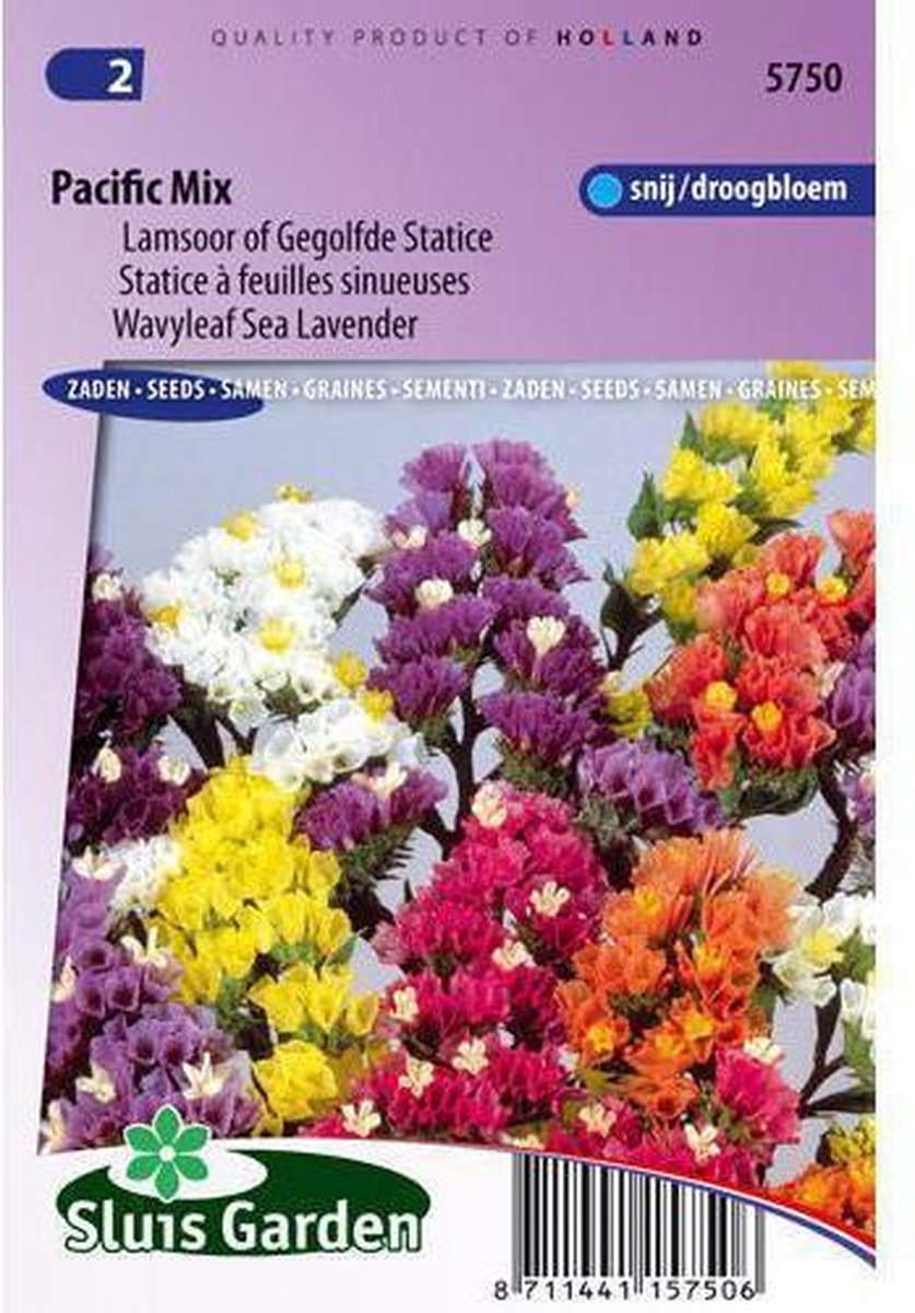  Sluis Garden - Lamsoor Pacific Mix (Statice)