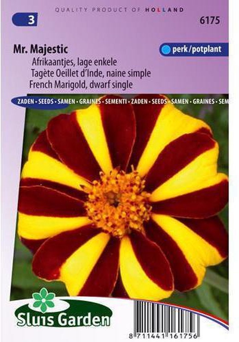  Sluis Garden - Afrikaan Mr. Majestic