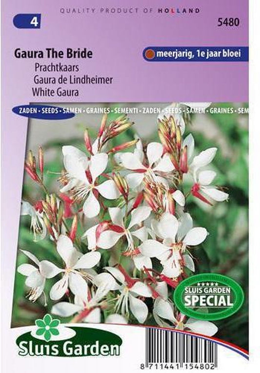  Sluis Garden - Prachtkaars The Bride (Gaura Lindheimeri)