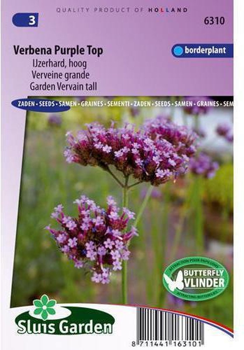  Sluis Garden - Verbena Purple Top (IJzerhard)