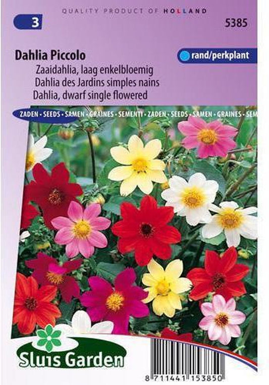  Sluis Garden - Dahlia Piccolo Mix