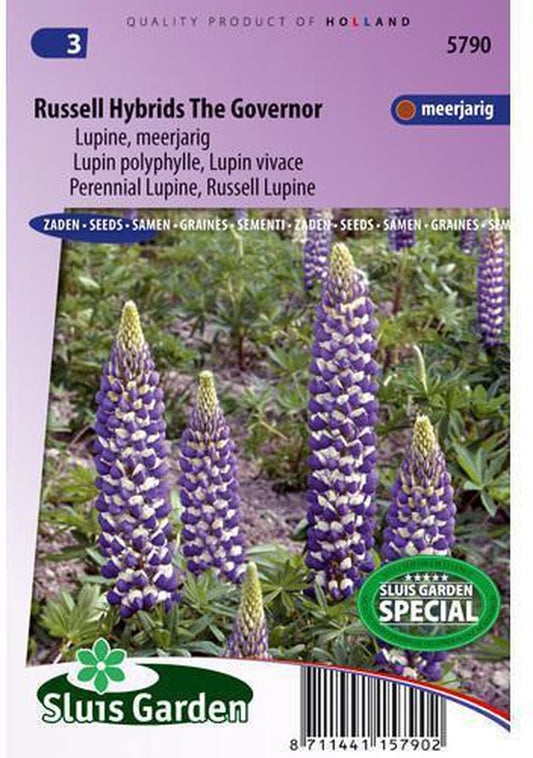  Sluis Garden - Lupine The Governor (Lupinus)