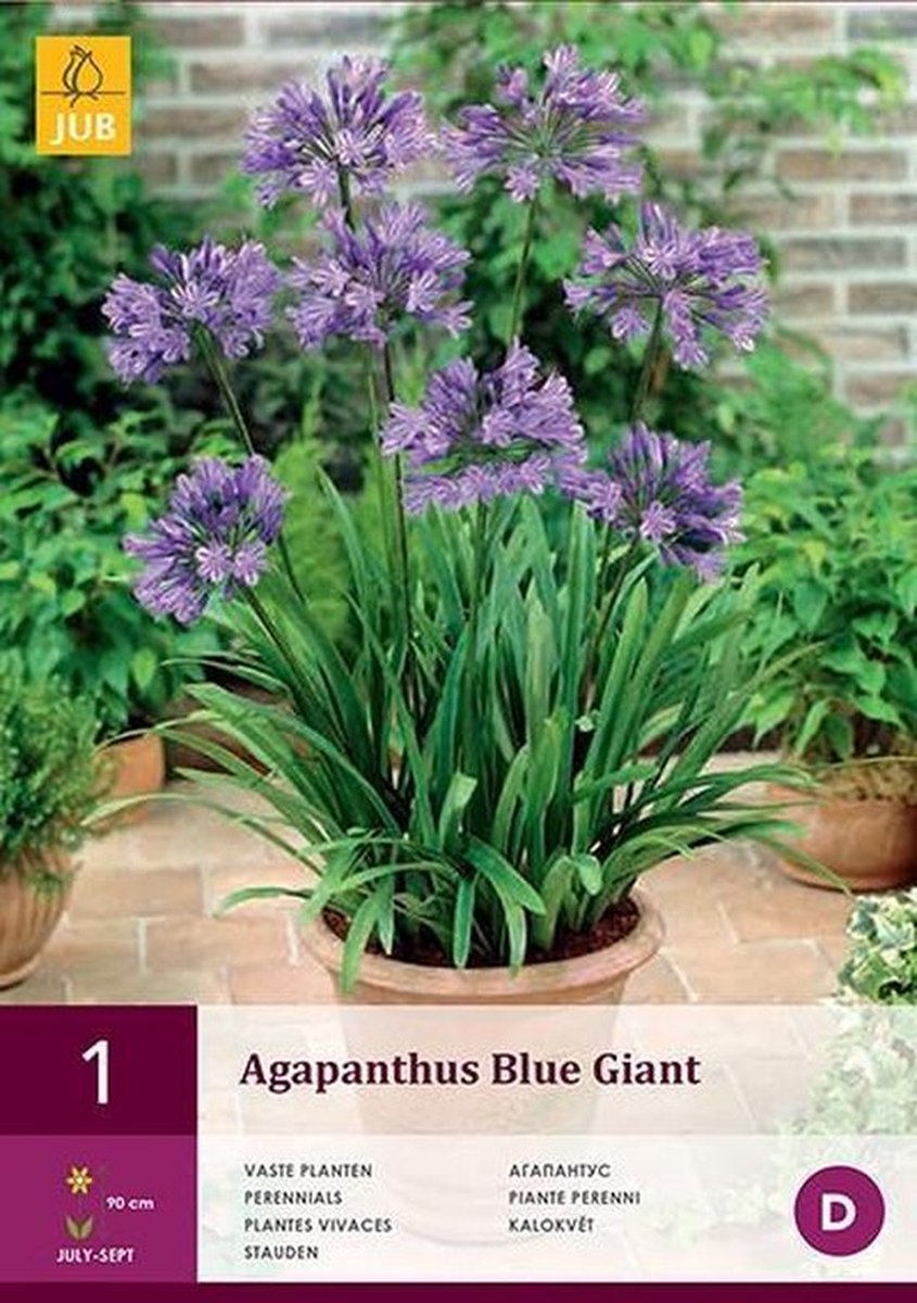  Garden Select - Agapanthus Blauw Giant - 2 Stuks - Potplant - Vaste Plant - Exotische Plant (Afrikaanse Lelie) - Voor Potten En Tuin - Max. Hoogte 1.20 M