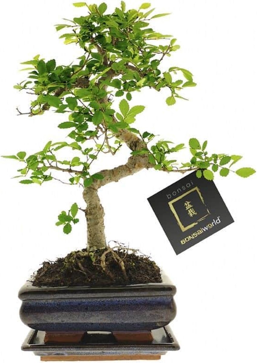  Bonsaiworld Bonsai Boompje - 8 Jaar Oud - Hoogte 25-30 Cm + Bonsai Verzorgingsboekje