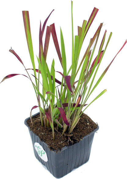 GP 12 X Japans Bloedgras - Siergras - Tuinplanten Winterhard - Vaste Planten - Imperata Red Baron - In 9x9cm Pot Met Hoogte 5-10cm