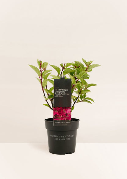  Hydrangea Paniculata Living Pinky Promise®