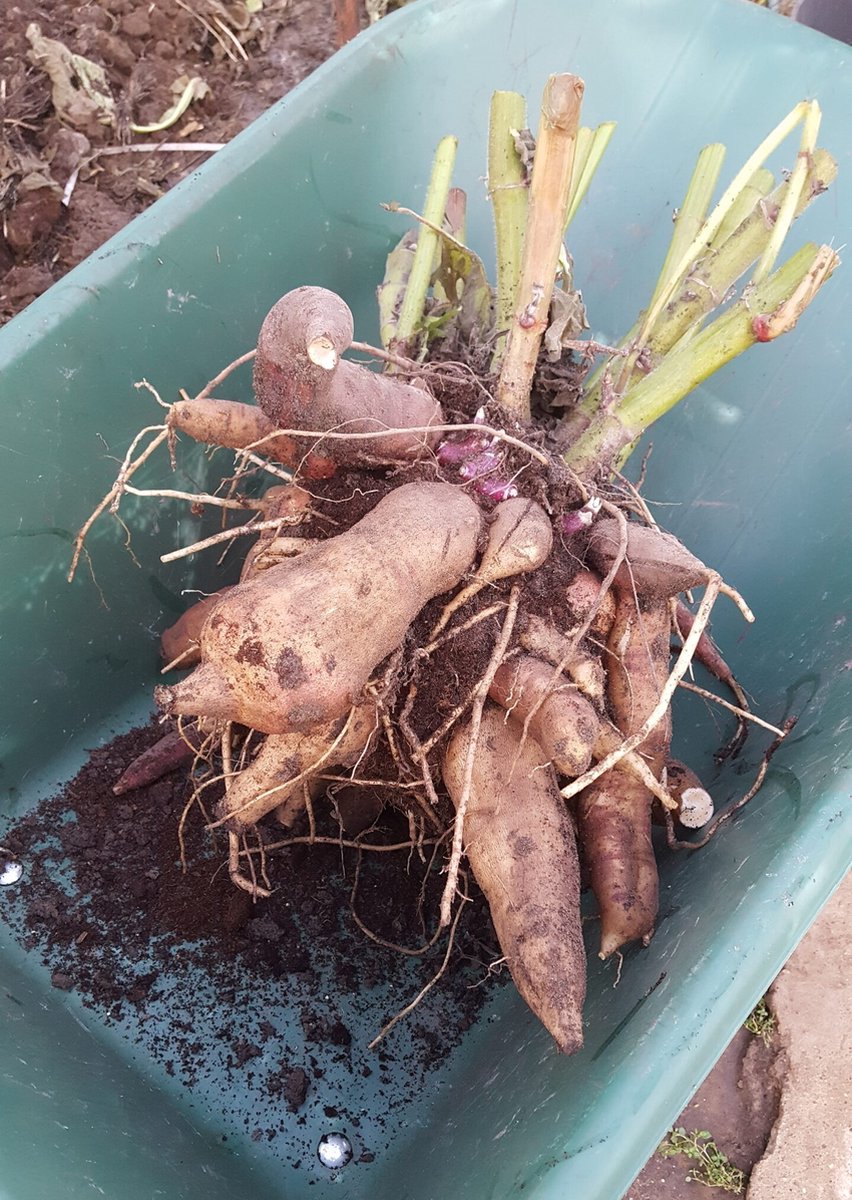  Yacon Broedknollen 3 Stuks