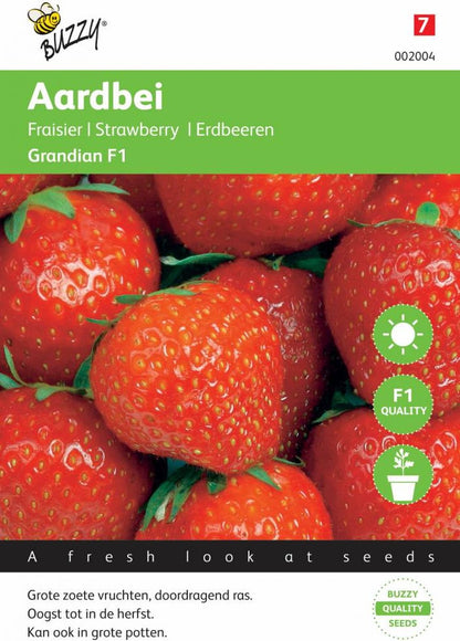  Buzzy® Aardbeien Grandian F1