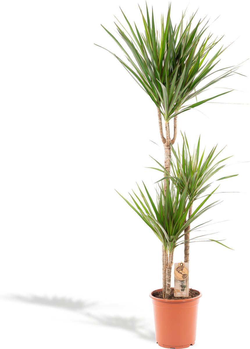  XXL Dracaena Marginata, Drakenbloedboom - 120cm Hoog, ø21cm Potmaat - Grote Kamerplant ,Tropische Palm - Vers Van De Kwekerij, Luchtzuiverend, Makkelijke Verzorging