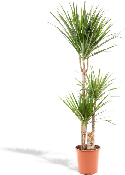  XXL Dracaena Marginata, Drakenbloedboom - 120cm Hoog, ø21cm Potmaat - Grote Kamerplant ,Tropische Palm - Vers Van De Kwekerij, Luchtzuiverend, Makkelijke Verzorging