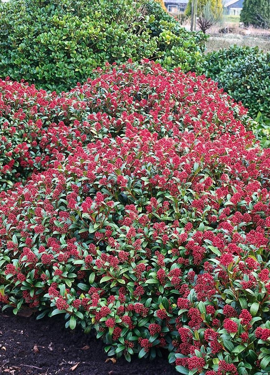 Merkloos 2x Skimmia Japonica Rubinetta - Bloem Skimmia In 3 Liter Pot Met Planthoogte 30-40cm