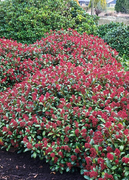Merkloos 2x Skimmia Japonica Rubinetta - Bloem Skimmia In 3 Liter Pot Met Planthoogte 30-40cm