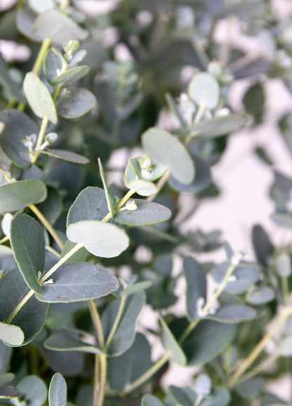 Eucalyptus Gunnii - Gomboom - Heester - Groenblijvend - ⌀17 Cm - 40-50 Cm
