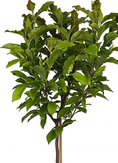 Merkloos Magnolia Susan Op Stam - Totale Hoogte 85 Cm