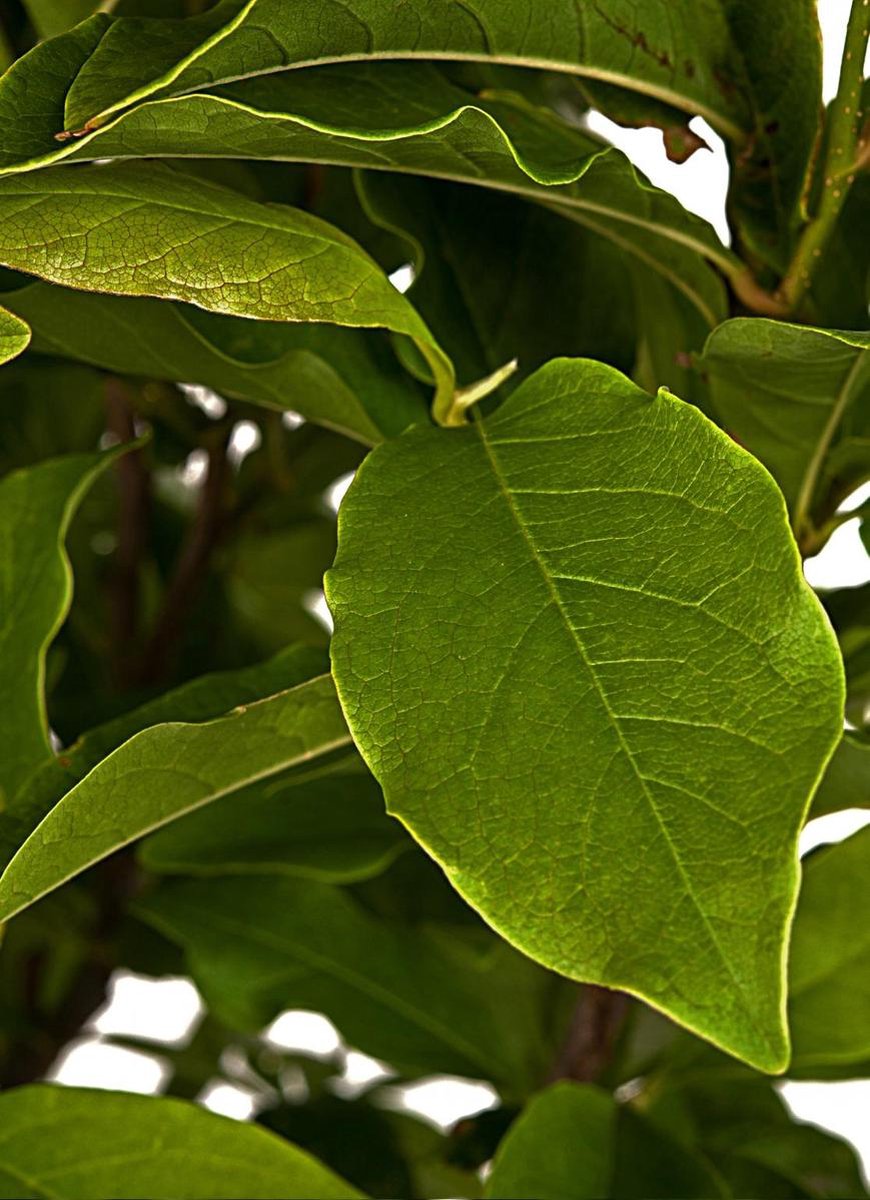 Merkloos Magnolia Susan Op Stam - Totale Hoogte 85 Cm