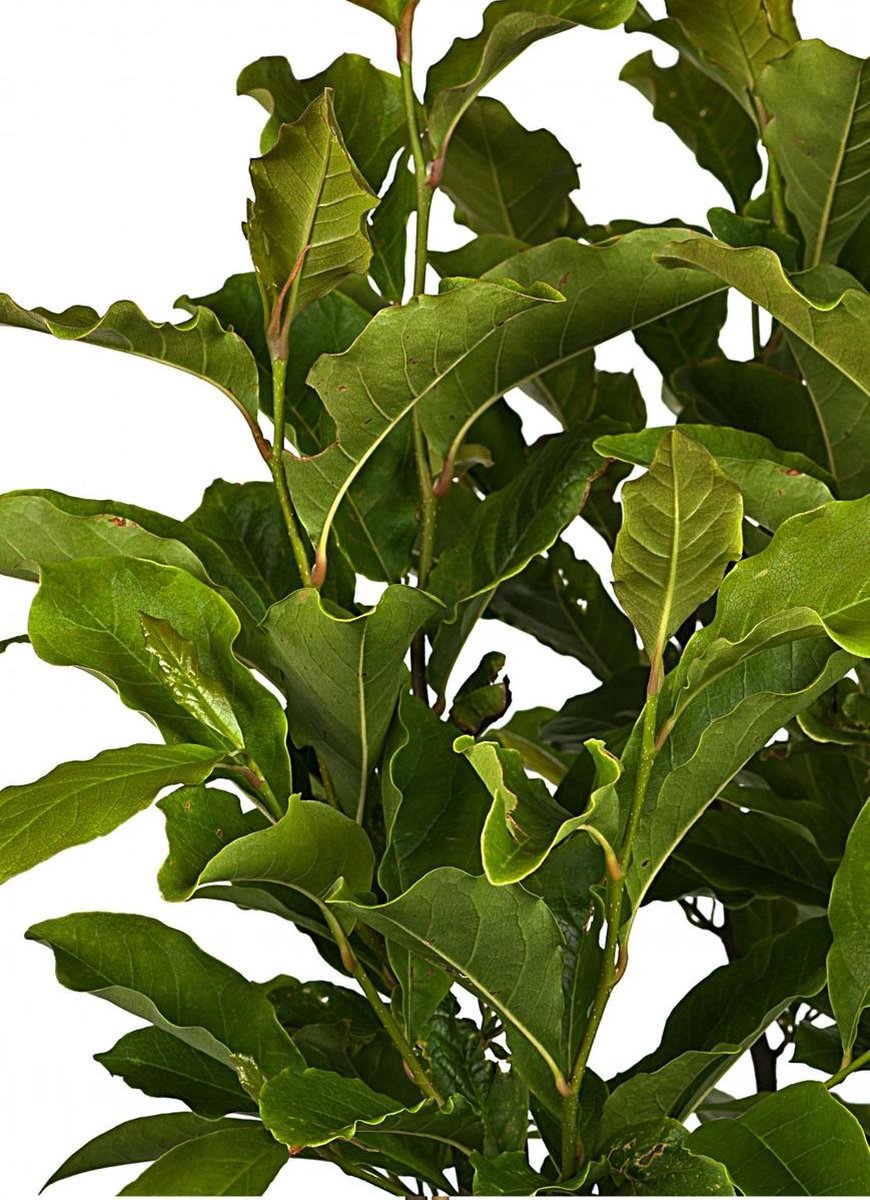 Merkloos Magnolia Susan Op Stam - Totale Hoogte 85 Cm