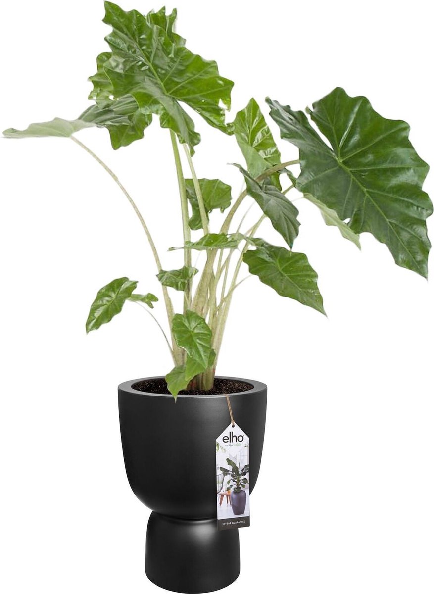  Elho Pure Coupe 41 - Bloempot Voor Binnen &amp; Buiten - Ø 41.3 X H 57.9 Cm - Zwart/Zwart