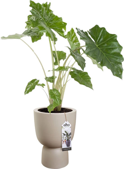  Elho Pure Coupe 35 - Bloempot Voor Binnen &amp; Buiten - Ø 34.9 X H 49.0 Cm - Beige/Balanced Beige