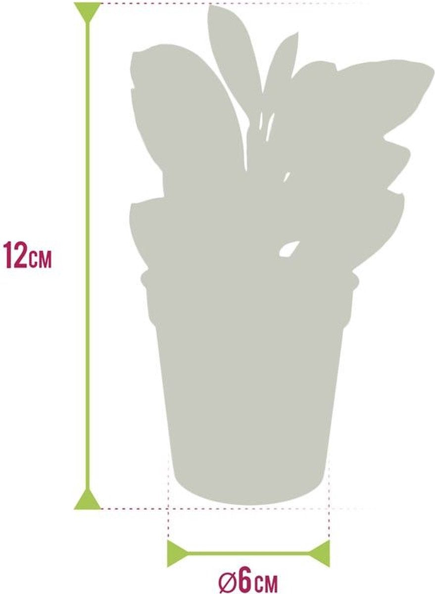  Ecoworld Mini Varen Plantjes Mix - Inclusief Mini Planten Potjes - 5 Stuks - Ø 6 Cm Hoogte 8-15 Cm