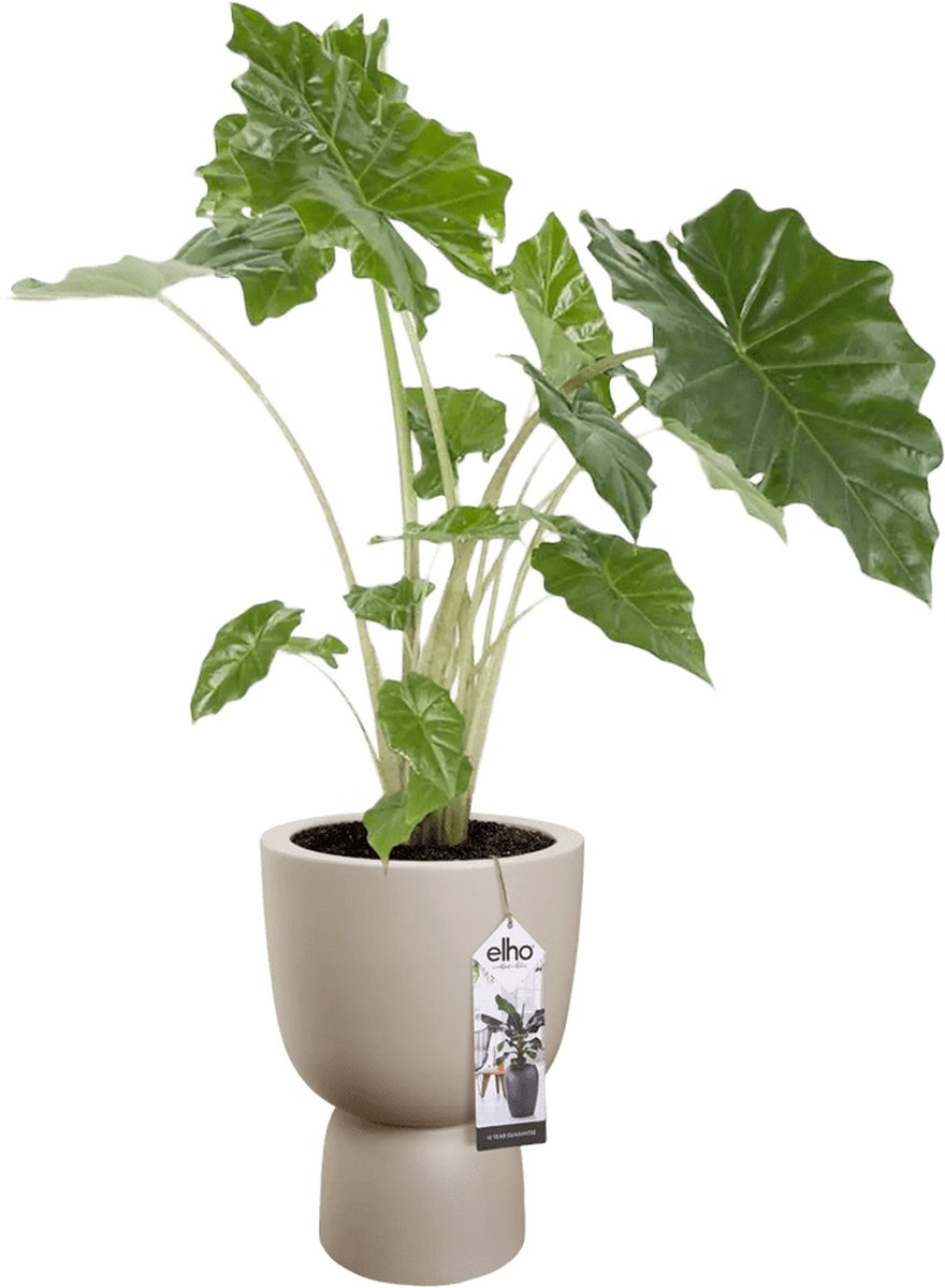  Elho Pure Coupe 35 - Bloempot Voor Binnen &amp; Buiten - Ø 34.9 X H 49.0 Cm - Beige/Balanced Beige