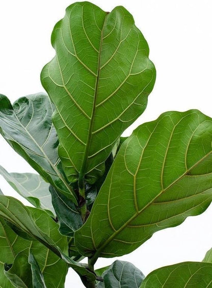  Ficus Lyrata Straight | Vioolbladplant / Tabaksplant
