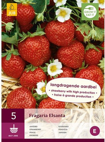  Jub Holland Elsanta Aardbeienplanten 10 Stuks - Zoete En Sappige Aardbeien - Fruitplanten - Kleinfruit - Garden Select