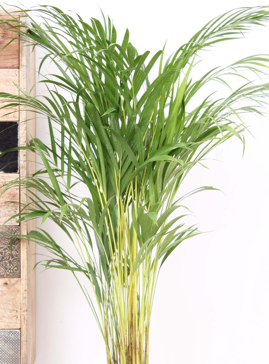  Areca Palm 110 Cm Hoog - 21cm Potmaat - Grote Kamerplant - Dypsis Lutescens