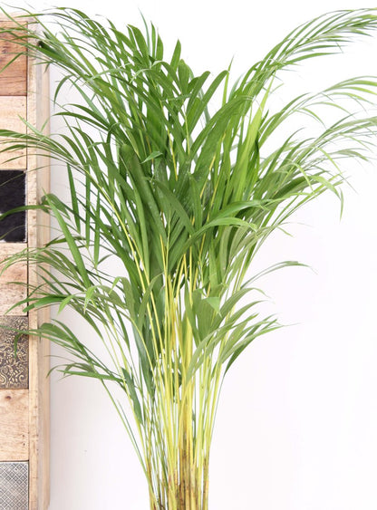  Areca Palm 110 Cm Hoog - 21cm Potmaat - Grote Kamerplant - Dypsis Lutescens