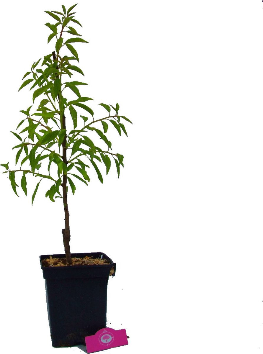  Prunus Dulcis 'Texas', Amandelboom, 5 Liter Pot