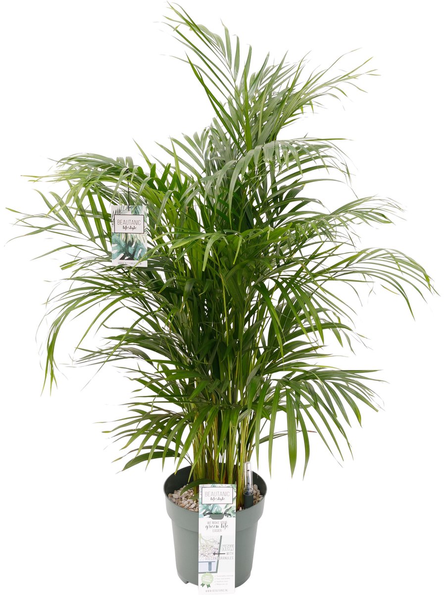  Grote Arecapalm Kamerplant (Goudpalm) | Areca Dypsis Lutescens|Kamerplant In Pot | ↕ Hoogte 150cm | Ø27cm