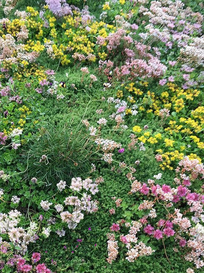  Covergreen Kant-en-klare Sedum Plantenmat