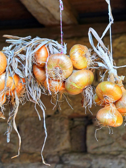  Plantui / Pootui 'Stuttgarter' - Maat 14/21 - 500 G (ca. 100 Stuks)
