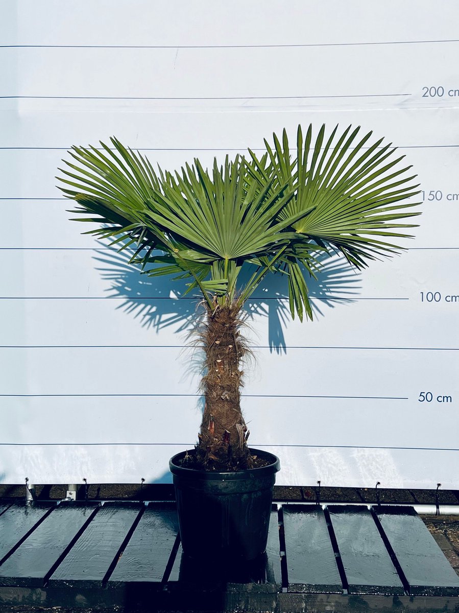  Sunnytree - Palmboom - Trachycarpus Fortunei - Winterharde Palmboom Voor Buiten - Hoogte: 160 Cm