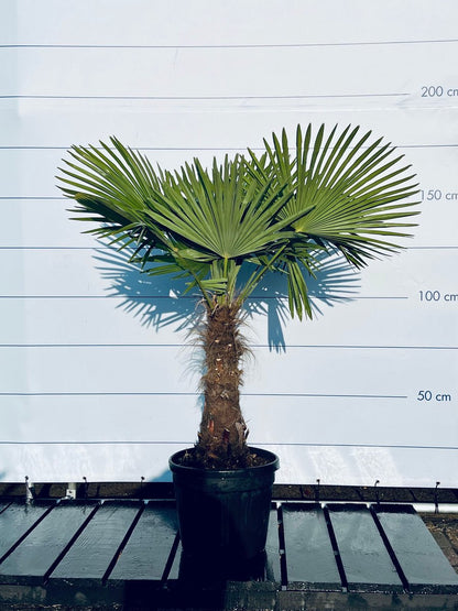  Sunnytree - Palmboom - Trachycarpus Fortunei - Winterharde Palmboom Voor Buiten - Hoogte: 160 Cm