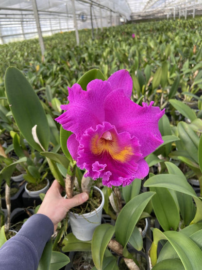  Cattleya Rlc. Pink Empress - Orchidee