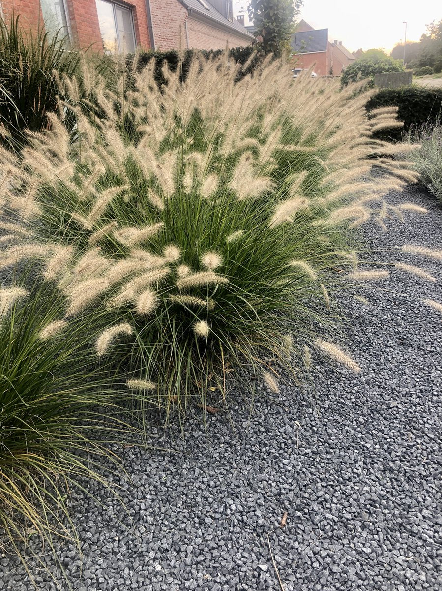  6x Pennisetum Hameln Lampenpoetsersgras In 9x9cm Pot
