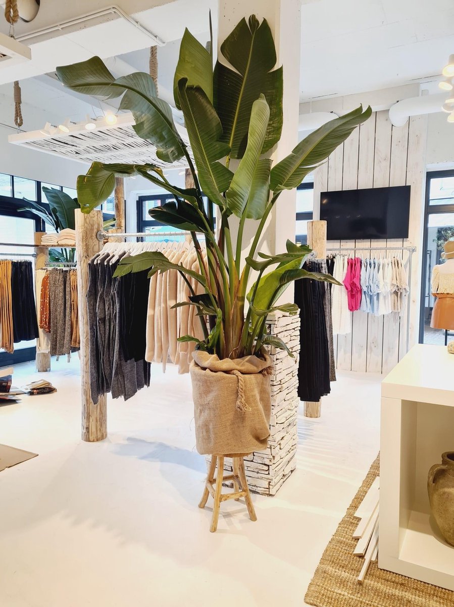  Plant Strelitzia - 200 Cm
