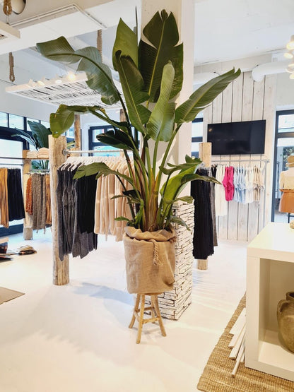  Plant Strelitzia - 200 Cm